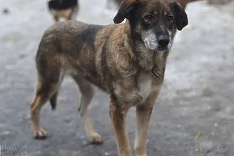 Bezkonfliktowa, poczciwa Dora. Suczka przepełniona