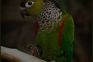 Papuga Rudosterka rupicola sandiae ręcznie karmiona, oswojona, pupil, Małopolskie, Kraków