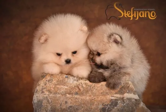 Pomeranian BOO Piękne zarejestrowane szczenięta na sprzedaż, Mazowieckie, Warszawa