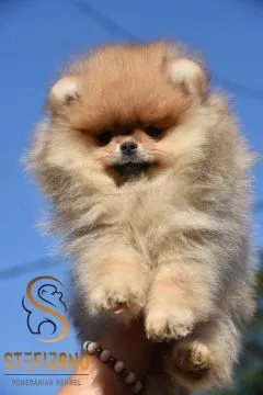 Pomeranian BOO Piękne zarejestrowane szczenięta na sprzedaż, Mazowieckie, Warszawa