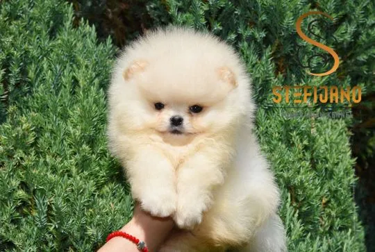 Pomeranian BOO Piękne zarejestrowane szczenięta na sprzedaż