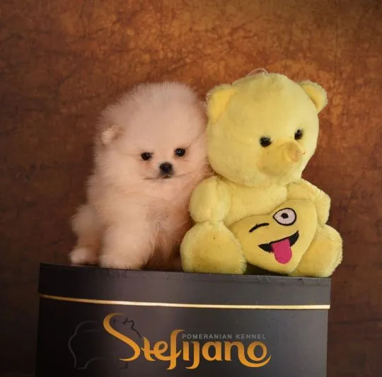 Pomeranian BOO Piękne zarejestrowane szczenięta na sprzedaż, Mazowieckie, Warszawa