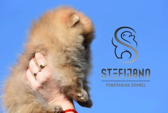 Pomeranian BOO Piękne zarejestrowane szczenięta na sprzedaż, Mazowieckie, Warszawa