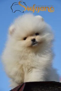 Pomeranian BOO Piękne zarejestrowane szczenięta na sprzedaż, Mazowieckie, Warszawa