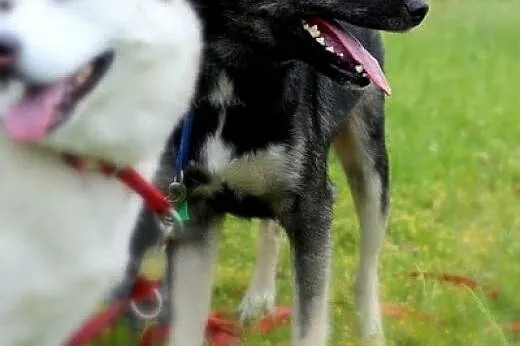Dizo husky- podaruj mi dom pełny miłości,  mazowie