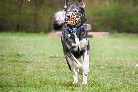 Dizo husky- podaruj mi dom pełny miłości,  mazowie