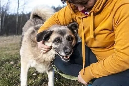 Energiczny i miły psiaczek Malkolm w typie ras pół