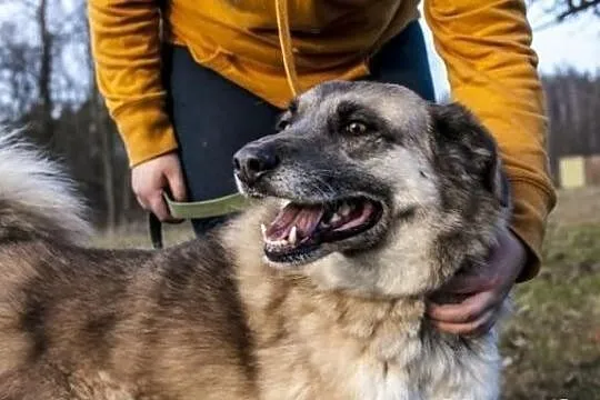 Energiczny i miły psiaczek Malkolm w typie ras pół