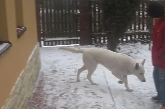 Biały owczarek szwajcarski
