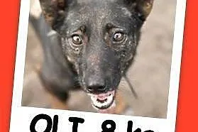 2 lata, 8 kg, sympatyczny,przyjacielski,łagodny piesek OLI.Adopcja,  małopolskie Kraków