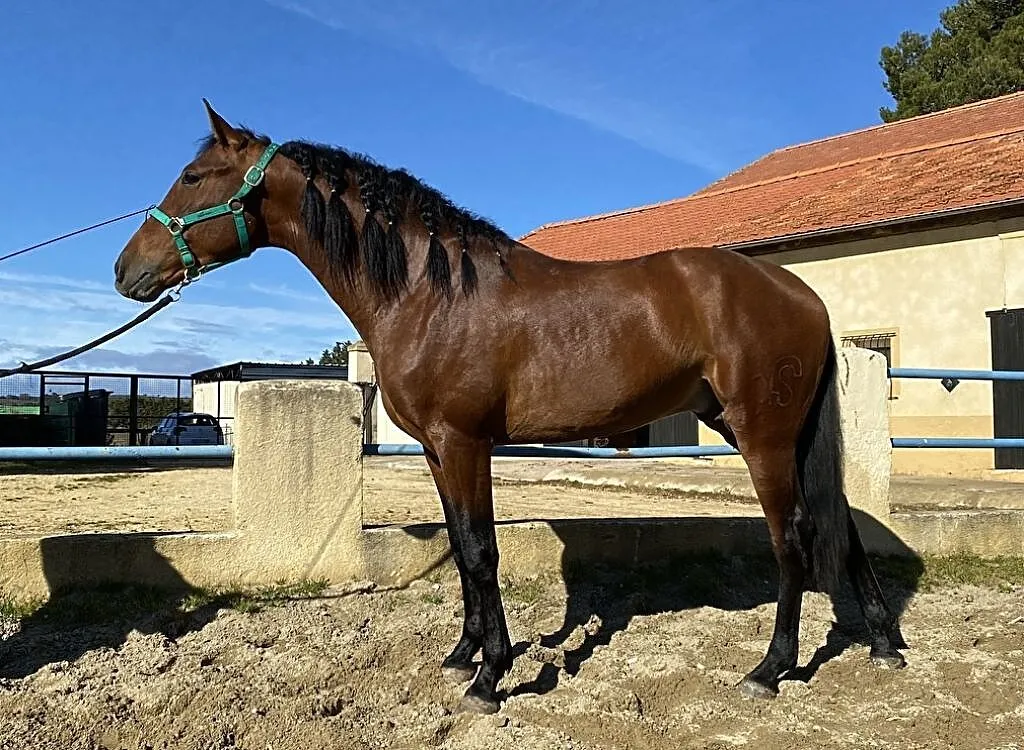 Ogier PRE, Andaluz, 3 lata, ,