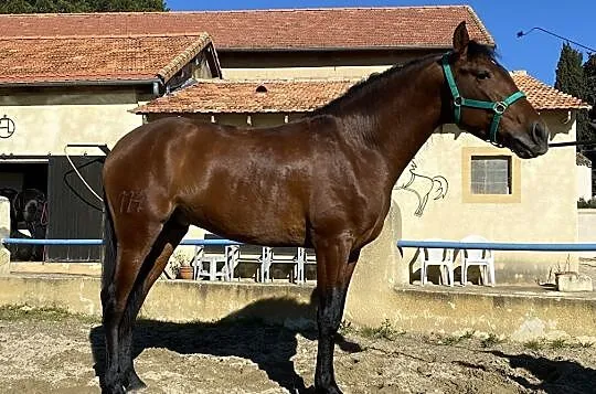 Ogier PRE, Andaluz, 3 lata, , 
