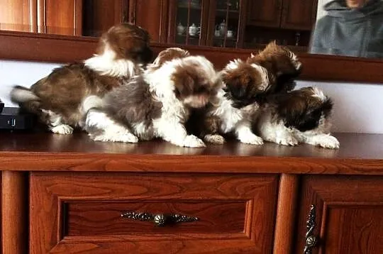 Shih tzu przepiękne wzorcowe szczeniaki tricolor pieski i suczki, Świętokrzyskie, Klimontów