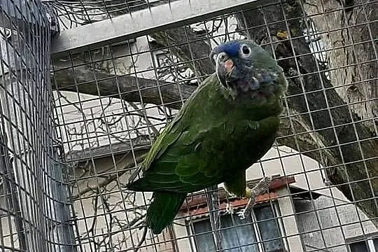 Piony niebieskogłowe 25r
