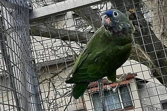 Piony niebieskogłowe 25r, Małopolskie, Skała