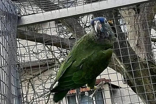 Piony niebieskogłowe 25r, Małopolskie, Skała