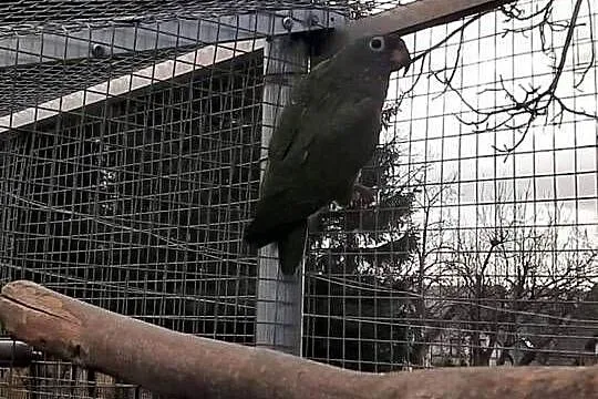 Piony niebieskogłowe 25r, Małopolskie, Skała