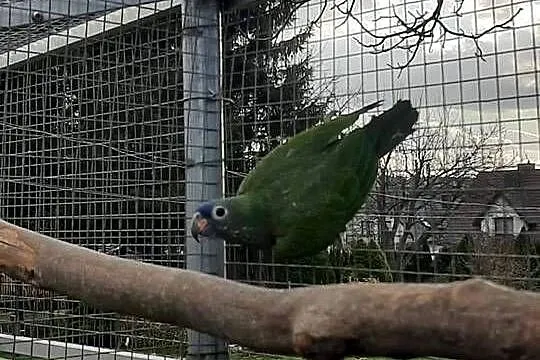 Piony niebieskogłowe 25r, Małopolskie, Skała
