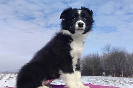 Suczka Border Collie z pełną dok. Rasowa z Hodowli