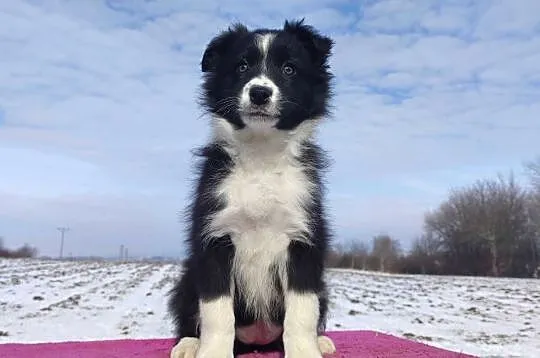 Suczka Border Collie z pełną dok. Rasowa z Hodowli, Podkarpackie, Iwonicz