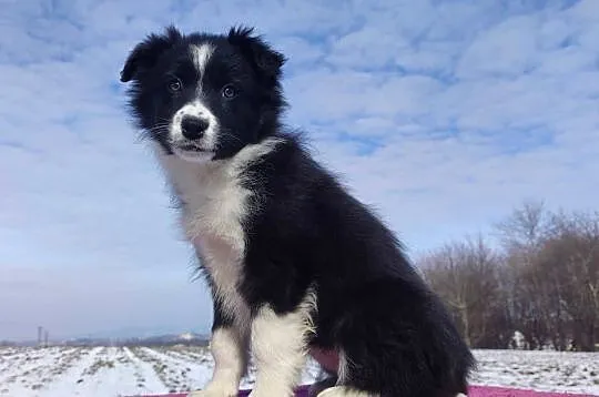 Suczka Border Collie z pełną dok. Rasowa z Hodowli, Podkarpackie, Iwonicz