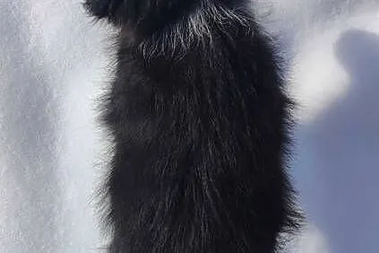 Suczka Border Collie z pełną dok. Rasowa z Hodowli, Podkarpackie, Iwonicz