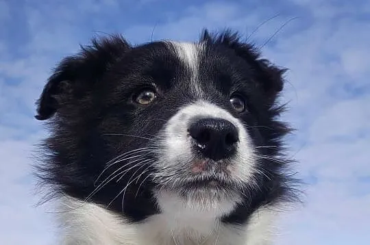 Suczka Border Collie z pełną dok. Rasowa z Hodowli, Podkarpackie, Iwonicz