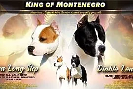 American Staffordshire Terrier – szczenięta