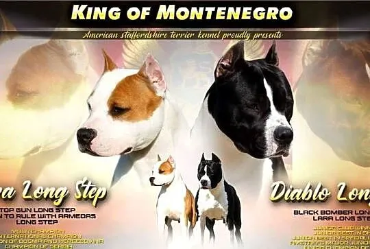 American Staffordshire Terrier – szczenięta, Małopolskie, Wapienne