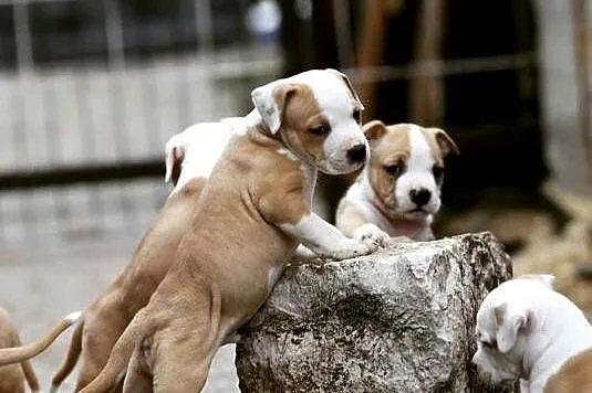 American Staffordshire Terrier – szczenięta, Małopolskie, Wapienne