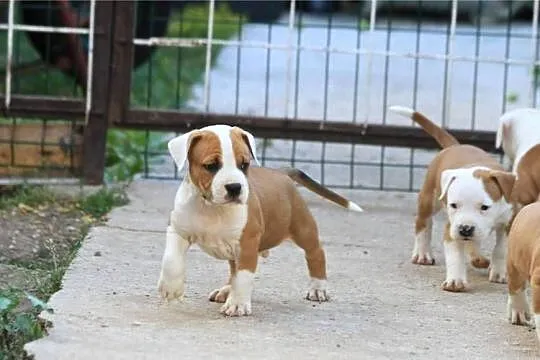 American Staffordshire Terrier – szczenięta, Małopolskie, Wapienne