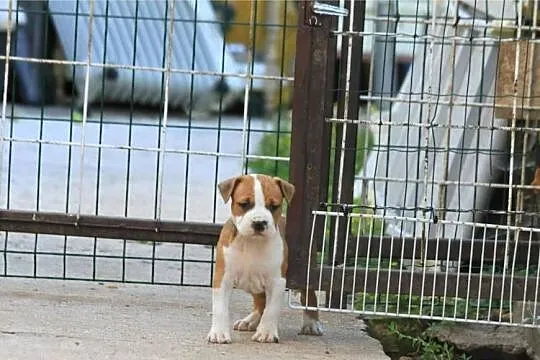 American Staffordshire Terrier – szczenięta, Małopolskie, Wapienne