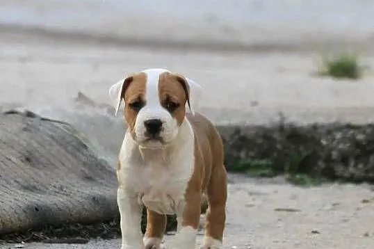 American Staffordshire Terrier – szczenięta, Małopolskie, Wapienne