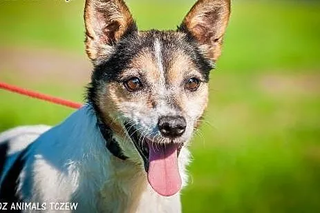 OTOZ Animals - Fiona - cudowna dostojna psia dama czeka na miłość!,  pomorskie Tczew