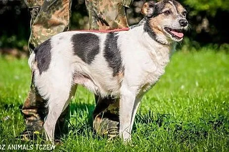 OTOZ Animals - Fiona - cudowna dostojna psia dama 