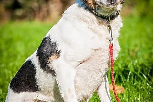OTOZ Animals - Fiona - cudowna dostojna psia dama 