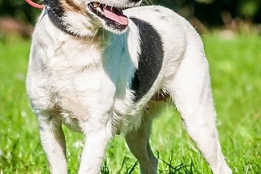 OTOZ Animals - Fiona - cudowna dostojna psia dama 