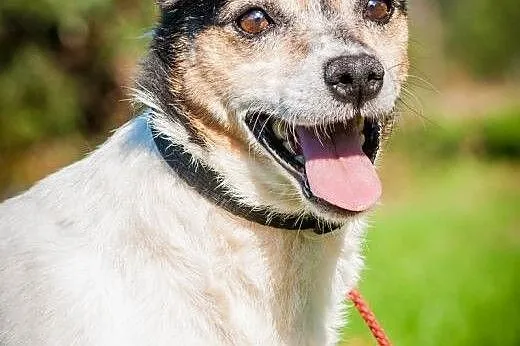 OTOZ Animals - Fiona - cudowna dostojna psia dama 