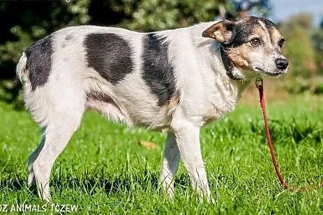 OTOZ Animals - Fiona - cudowna dostojna psia dama 