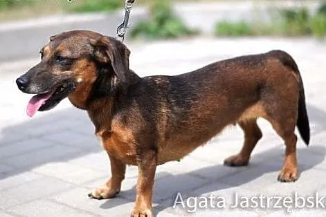 Truda - mała, zagubiona jamnisia...,  warmińsko-ma