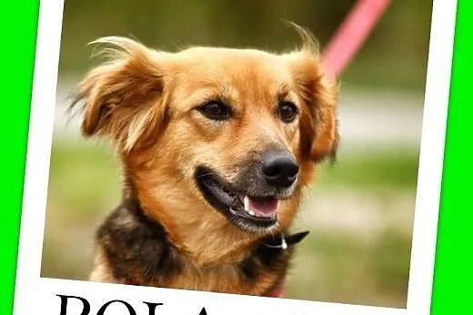 9 kg,młoda,roczna,przyjazna suczka POLA.Adopcja,  dolnośląskie Wrocław