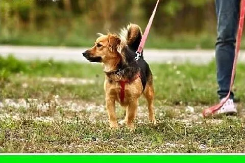 9 kg,młoda,roczna,przyjazna suczka POLA.Adopcja,  