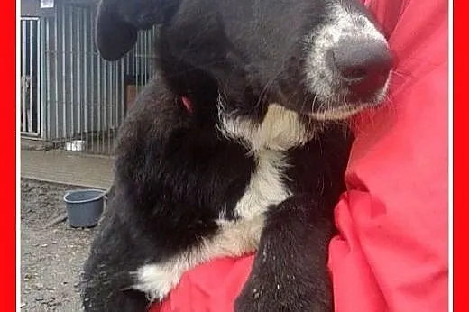 3 mies. suczka labrador mix,wesoła,łagodna,aktywna