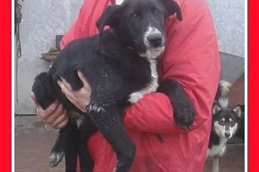 3 mies. suczka labrador mix,wesoła,łagodna,aktywna