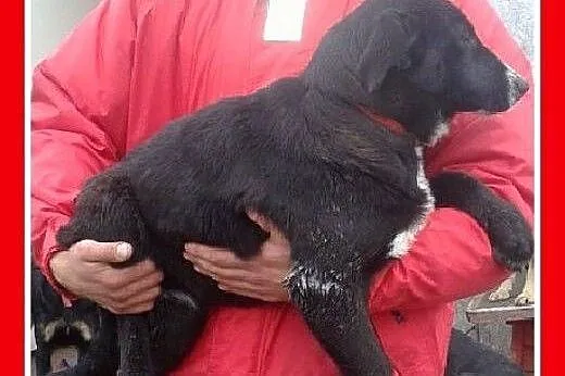 3 mies. suczka labrador mix,wesoła,łagodna,aktywna