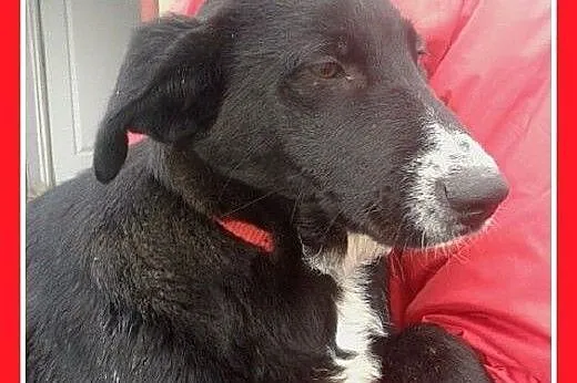 3 mies. suczka labrador mix,wesoła,łagodna,aktywna