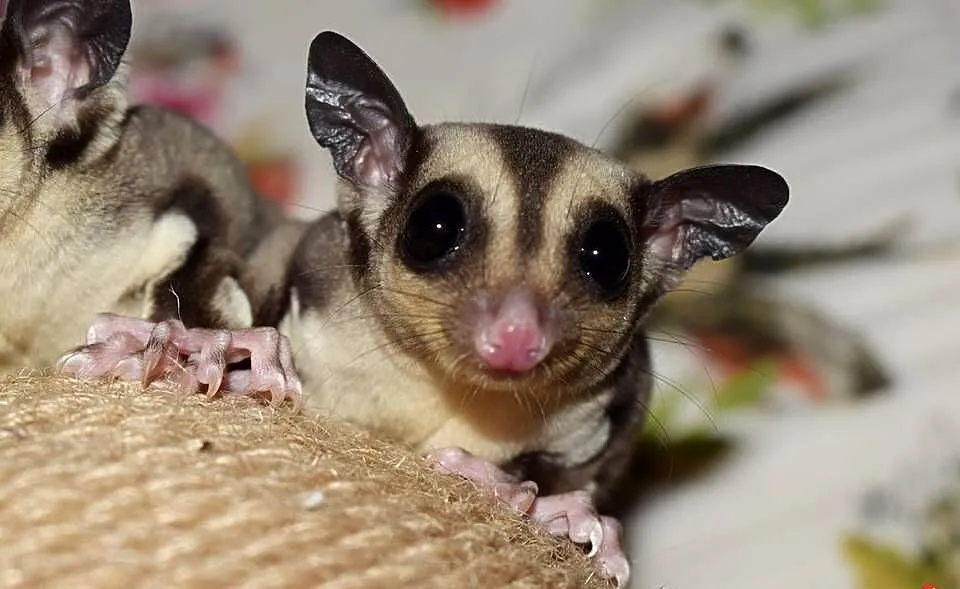 Lotopałanka karłowata, lotopałanki, sugar glider, sugar gliders, Dolnośląskie, Wrocław