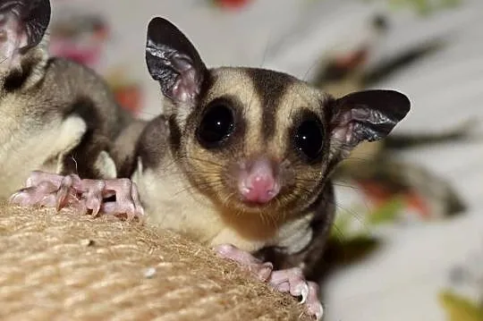 Lotopałanka karłowata, lotopałanki, sugar glider, sugar gliders, Dolnośląskie, Wrocław