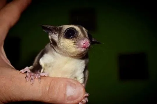 Lotopałanka karłowata, lotopałanki, sugar glider, sugar gliders, Dolnośląskie, Wrocław