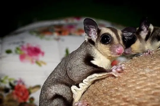Lotopałanka karłowata, lotopałanki, sugar glider, sugar gliders, Dolnośląskie, Wrocław